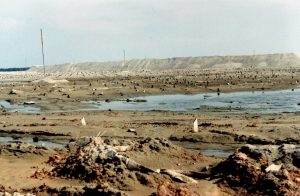 Reclaimed Swamp Land